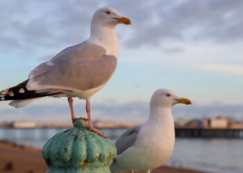 Seagulls Are Getting ‘Drunk’ on Flying Ants and Stumbling Into Traffic