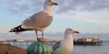 Seagulls Are Getting ‘Drunk’ on Flying Ants and Stumbling Into Traffic