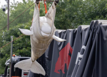 How Do You Move 30 Beluga Whales? With Cranes, Planes and Anti-Anxiety Medicine.