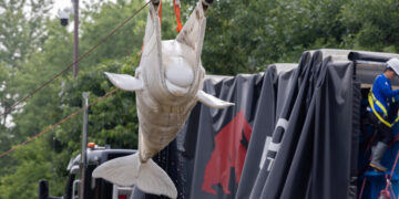 How Do You Move 30 Beluga Whales? With Cranes, Planes and Anti-Anxiety Medicine.