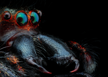 Spider Fangs May Have Started With a 518-Million-Year-Old Sea Creature, According to Scientists