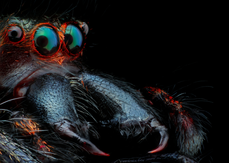 Spider Fangs May Have Started With a 518-Million-Year-Old Sea Creature, According to Scientists