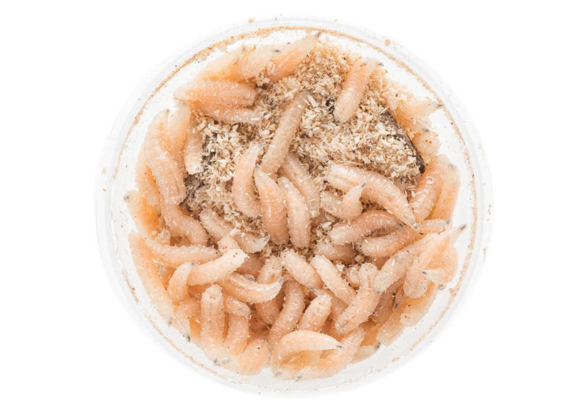The FDA Just Approved Medical Maggots for Wound Care. Here’s What That Means for Medicine.