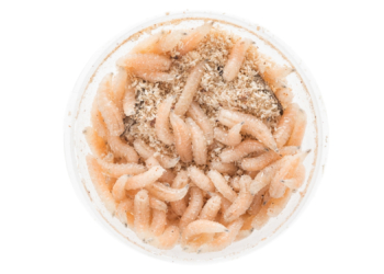 The FDA Just Approved Medical Maggots for Wound Care. Here’s What That Means for Medicine.