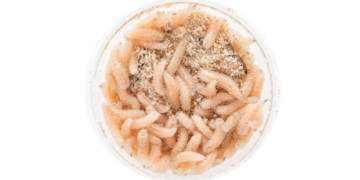 The FDA Just Approved Medical Maggots for Wound Care. Here’s What That Means for Medicine.
