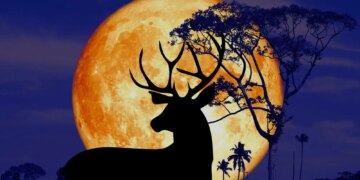 These 4 Zodiac Signs Will Benefit Most From Tonight’s Buck Moon, According to an Astrologer