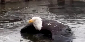Jackie, Bald Eagle and Webcam Star, Is Recovering After an Attack in California