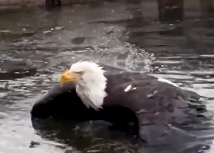 Jackie, Bald Eagle and Webcam Star, Is Recovering After an Attack in California