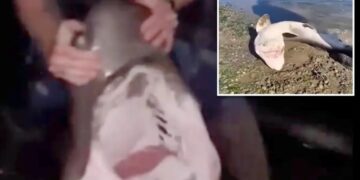 Fisherman accused of illegally catching sharks and ‘wrestling’ them in bizarre videos he shared online