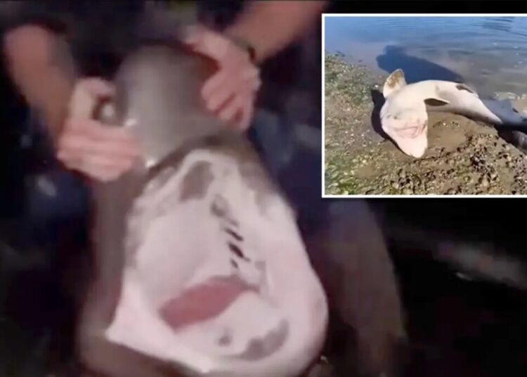 Fisherman accused of illegally catching sharks and ‘wrestling’ them in bizarre videos he shared online