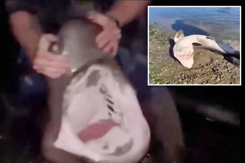 Fisherman accused of illegally catching sharks and ‘wrestling’ them in bizarre videos he shared online