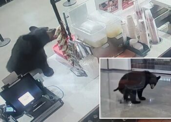 Black bear breaks into Alaskan mall, eats a peach and relieves itself on floor before leaving: video