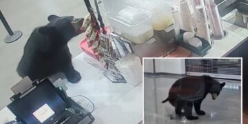 Black bear breaks into Alaskan mall, eats a peach and relieves itself on floor before leaving: video