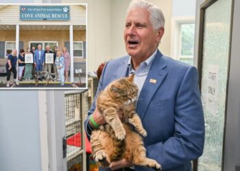Bruce Blakeman calls for greater animal protections after 155 neglected cats, dogs rescued from LI hoarder’s house of horrors