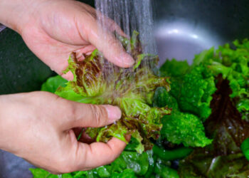 Cyclospora Cases Rise Rapidly, With No Source Yet Confirmed