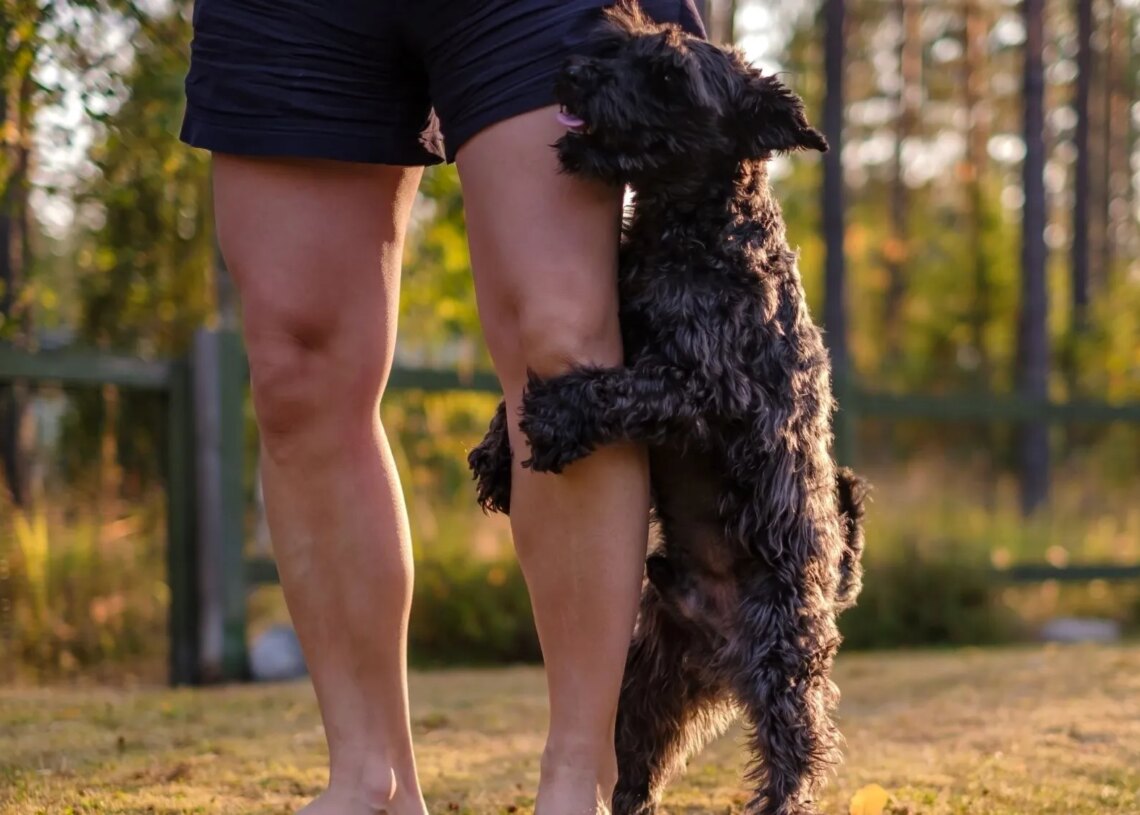 Why Dogs Hump People, Other Dogs, and Basically Anything Nearby