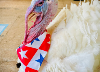 This rescued turkey was probably bound for slaughter. Now he’s a family pet.