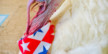 This rescued turkey was probably bound for slaughter. Now he’s a family pet.