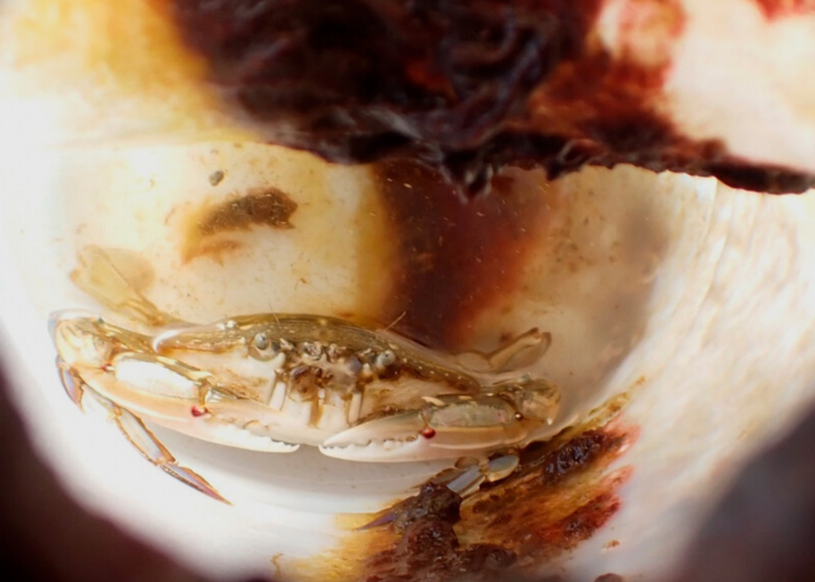 A Crab Survived Two Months at Sea in a Bottle That Should’ve Been Too Small. This Study Explains How.