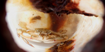 A Crab Survived Two Months at Sea in a Bottle That Should’ve Been Too Small. This Study Explains How.
