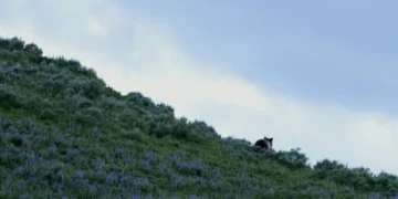 Fury as Trump hands ‘imperiled’ grizzlies to hostile states