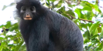 Scientists Just Discovered a New Monkey Species Hiding in the Congo Rainforest