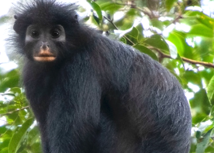 Scientists Just Discovered a New Monkey Species Hiding in the Congo Rainforest