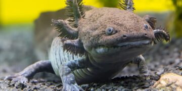 Scientists Have Identified a New Fossil Species of Axolotl in Mexico