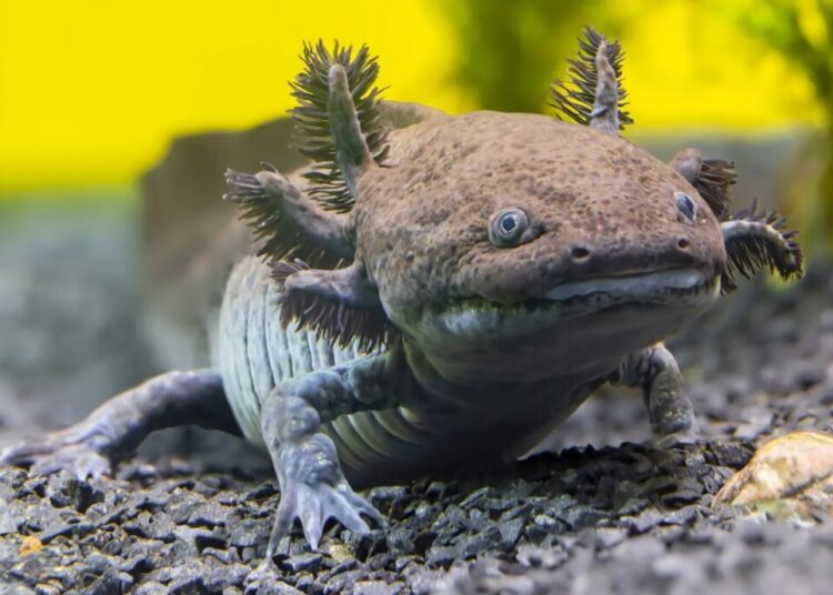 Scientists Have Identified a New Fossil Species of Axolotl in Mexico