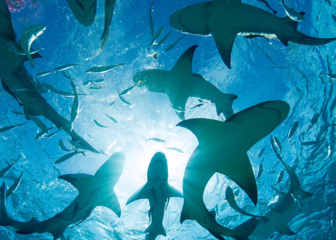 New Studies Reveal Why You’re Seeing More Sharks at the Beach This Summer
