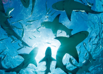 New Studies Reveal Why You’re Seeing More Sharks at the Beach This Summer