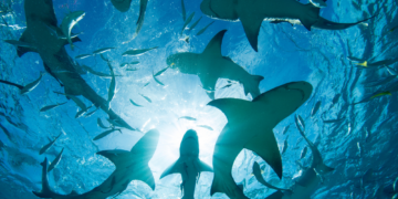 New Studies Reveal Why You’re Seeing More Sharks at the Beach This Summer