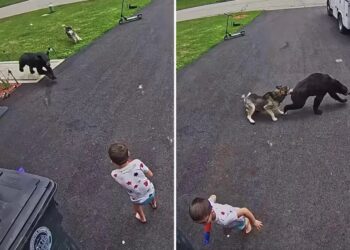 Family’s dog fights off bear that charged 6-year-old boy: video