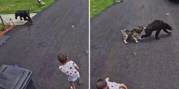 Family’s dog fights off bear that charged 6-year-old boy: video