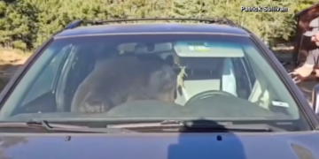 Bear Trapped Inside SUV Honks All Night, Which Happens Way More Often Than You Think