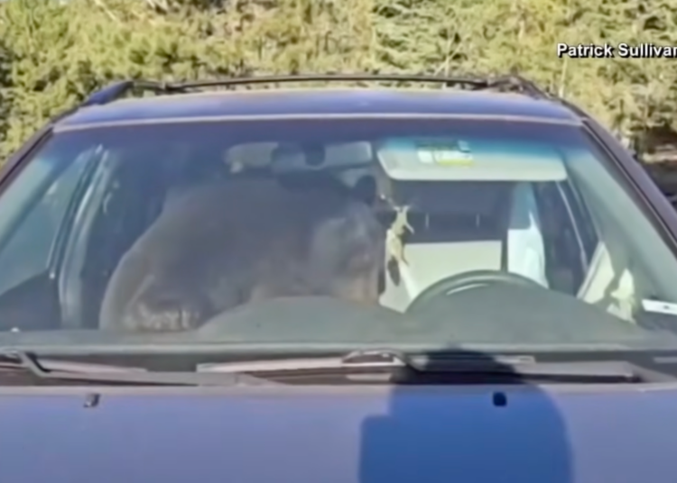 Bear Trapped Inside SUV Honks All Night, Which Happens Way More Often Than You Think