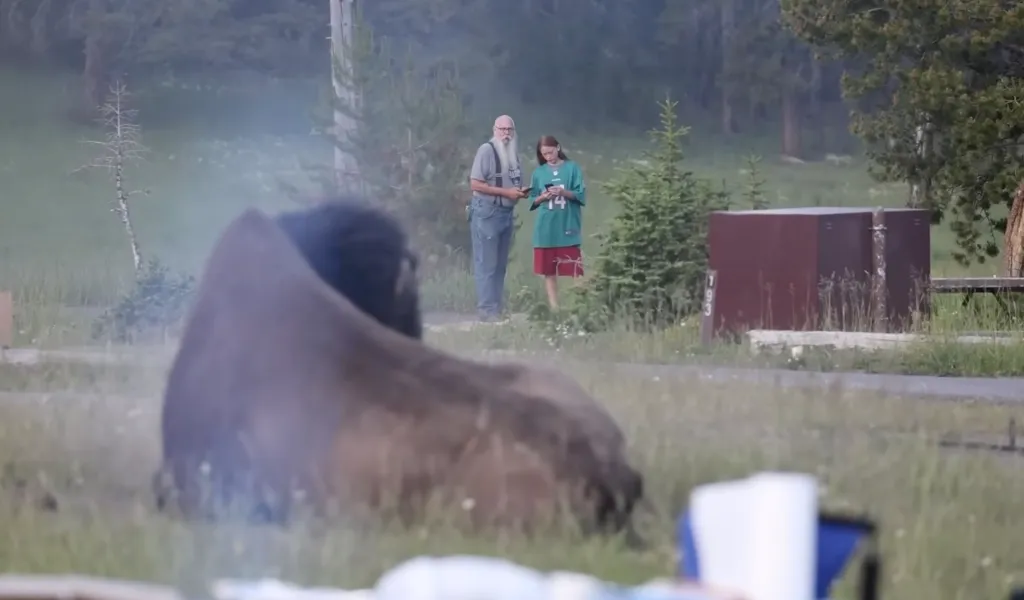 Bison in the foreground with a man and girl looking at phones in the background.