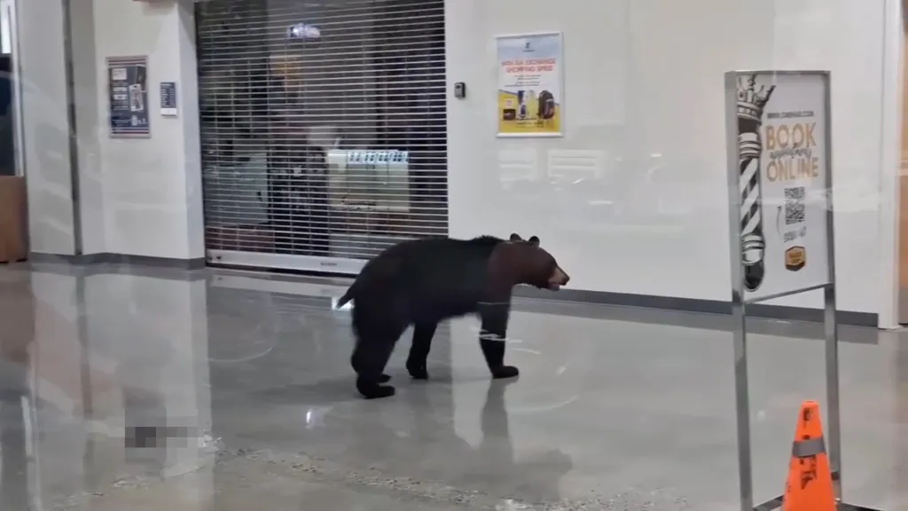 A black bear walks across the shiny floor of a mall, past a closed store and a 