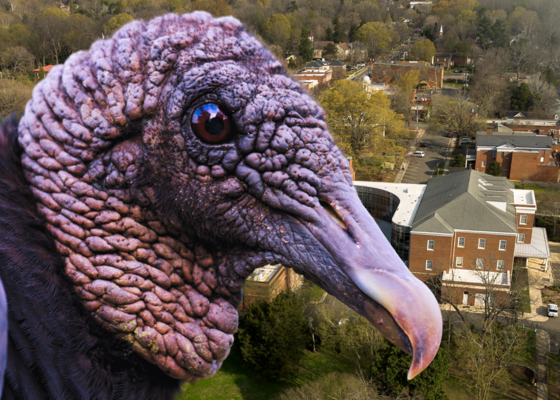 Vultures Are Turning American Neighborhoods Into Their Personal Toilets