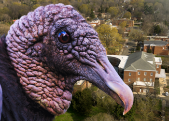 Vultures Are Turning American Neighborhoods Into Their Personal Toilets