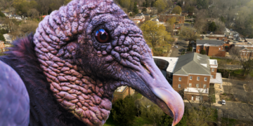 Vultures Are Turning American Neighborhoods Into Their Personal Toilets