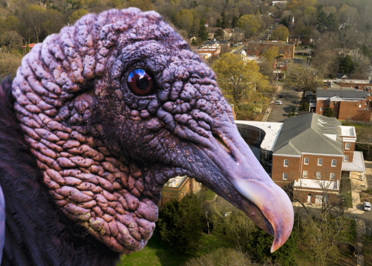 Vultures Are Turning American Neighborhoods Into Their Personal Toilets