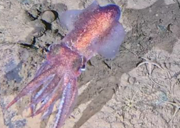 Scientists Just Filmed a Rare Arctic Squid for the First Time, and It Was Guarding Babies