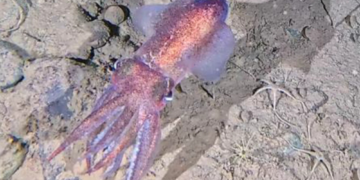 Scientists Just Filmed a Rare Arctic Squid for the First Time, and It Was Guarding Babies