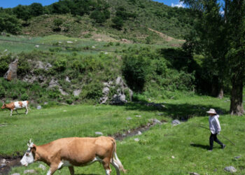 How Climate Change and Tariffs Help China Raise More Cattle