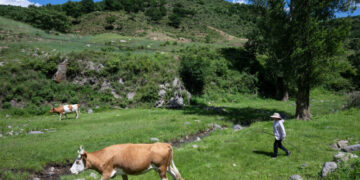 How Climate Change and Tariffs Help China Raise More Cattle