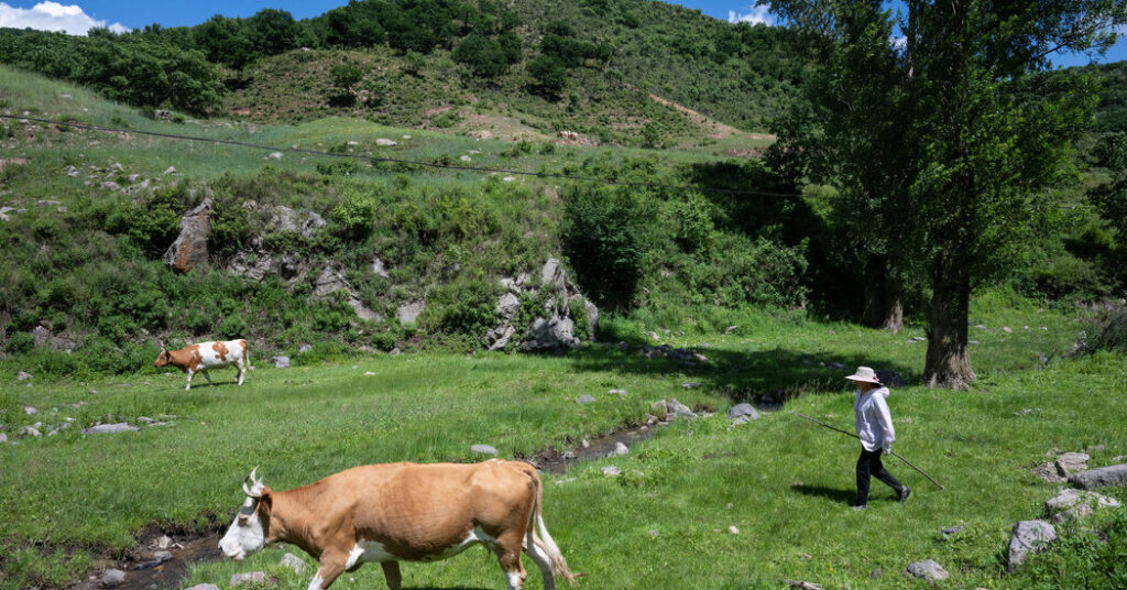 How Climate Change and Tariffs Help China Raise More Cattle