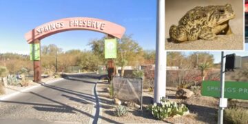 Rare toad returns to Las Vegas spring for first time in almost 65 years — and he’s looking for love
