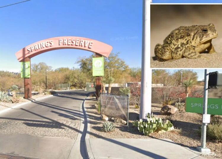 Rare toad returns to Las Vegas spring for first time in almost 65 years — and he’s looking for love