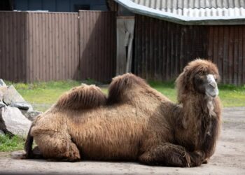 Beloved farm owner, 65, fatally crushed by one of his own camels in Delaware